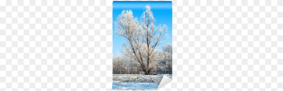 Winter Lonely Tree Wall Mural Winter, Ice, Nature, Outdoors, Weather Free Png
