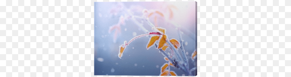 Winter Nature Background Leaf, Frost, Ice, Outdoors, Snow Png
