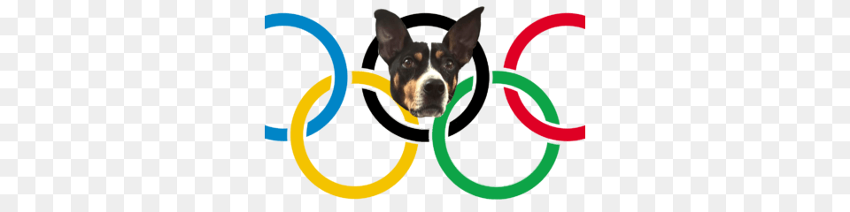 Winter Olympics Archives, Animal, Boston Bull, Bulldog, Canine Free Transparent Png