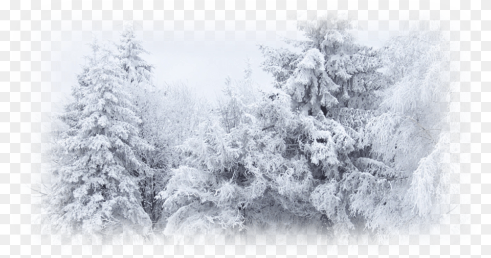 Winter Snow Desktop Wallpaper Cold Winter Winter Snow Background Fir, Ice, Nature, Outdoors Free Png