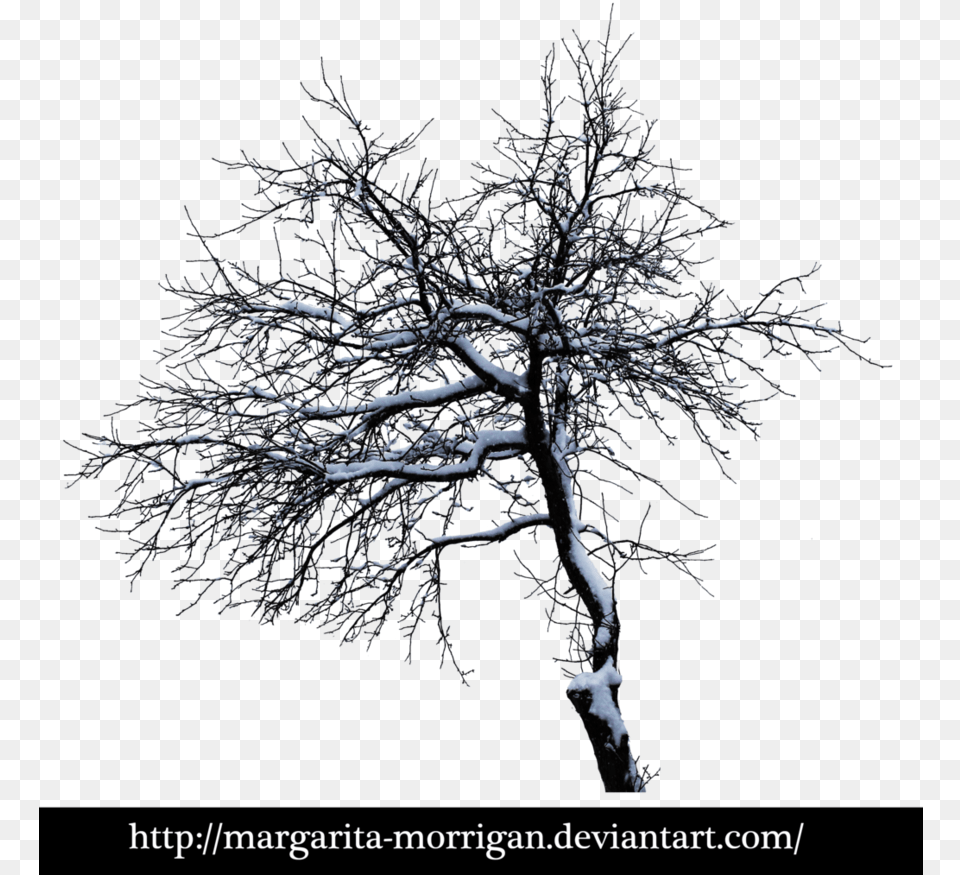 Winter Tree 2 By Margarita Morrigan Oak, Plant, Outdoors, Nature, Weather Free Png Download