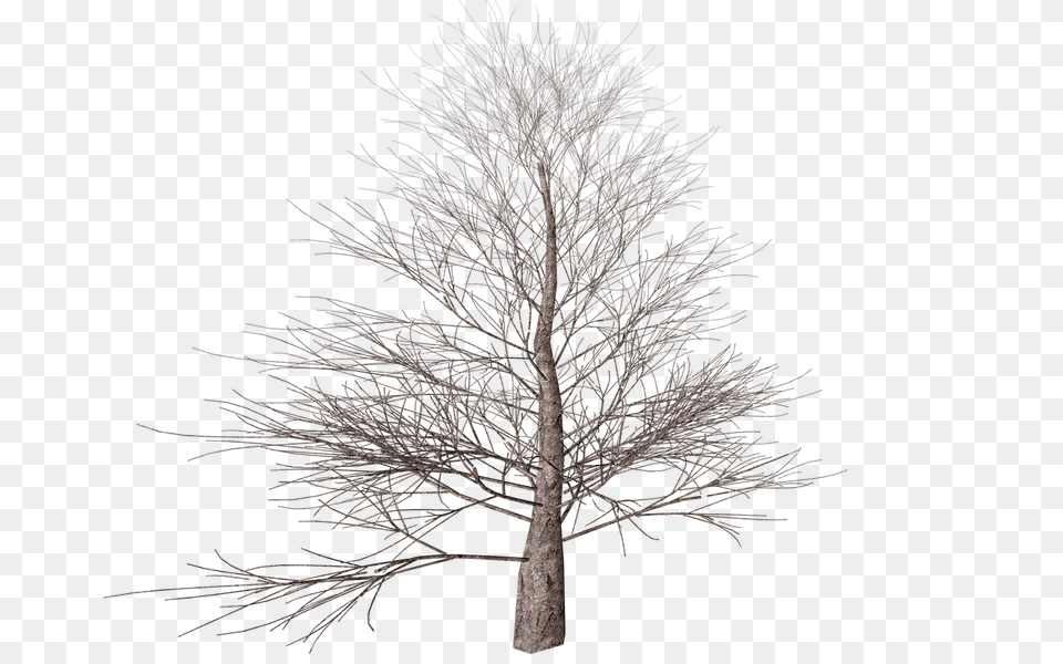 Winter Tree, Conifer, Plant, Tree Trunk, Pine Png