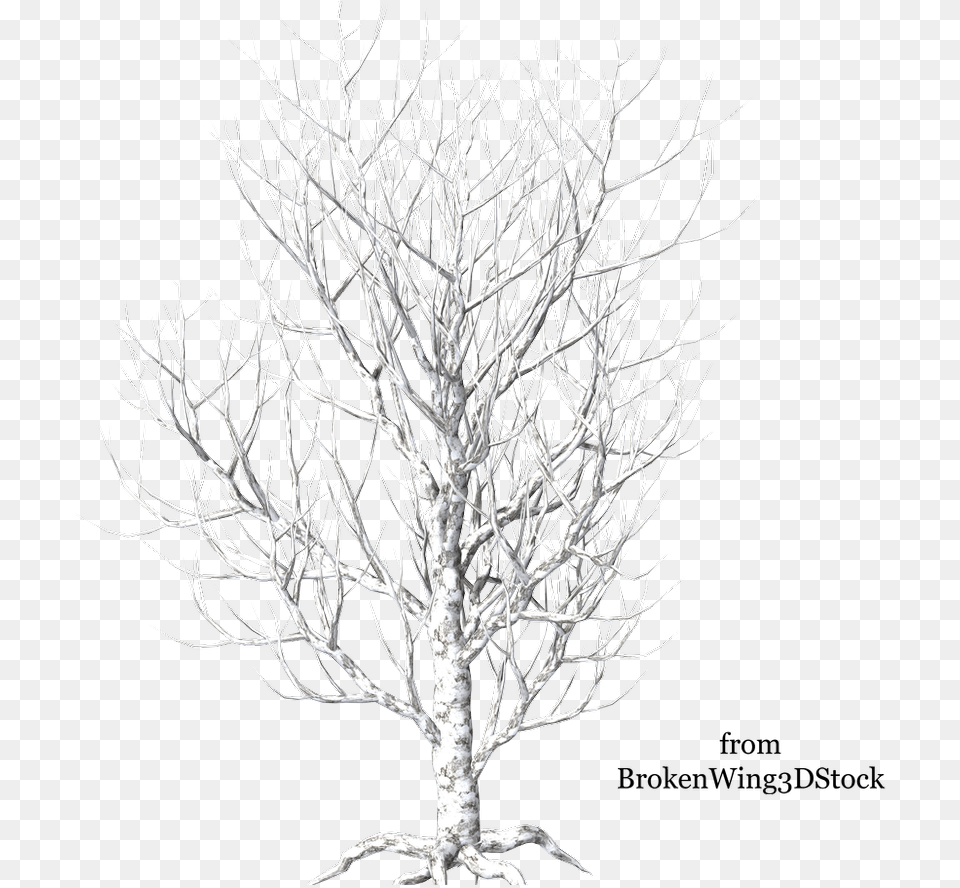 Winter Tree 4 By Brokenwing3dstock Birch Tree White, Plant, Ice, Wood, Outdoors Free Png Download