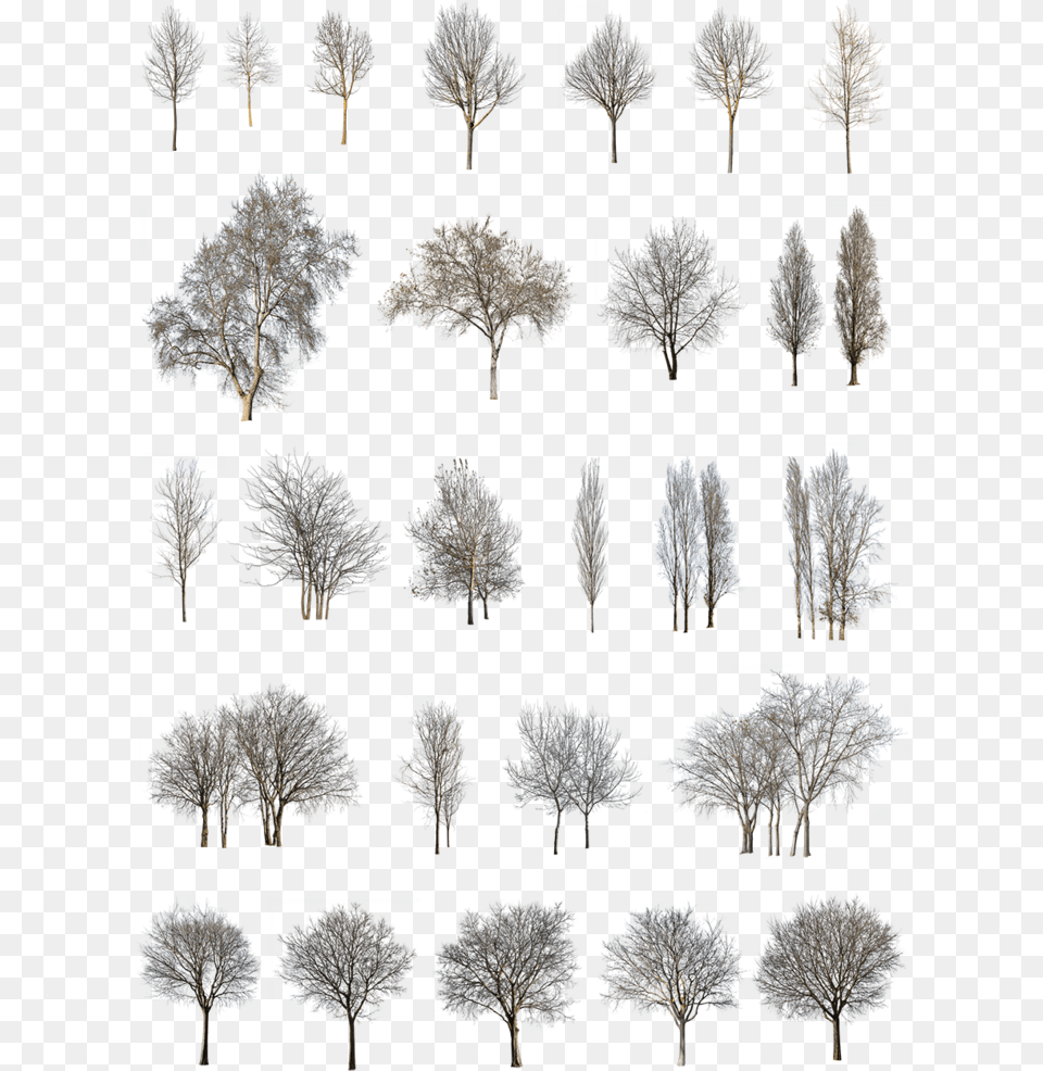 Winter Tree, Art, Collage, Plant, Outdoors Png