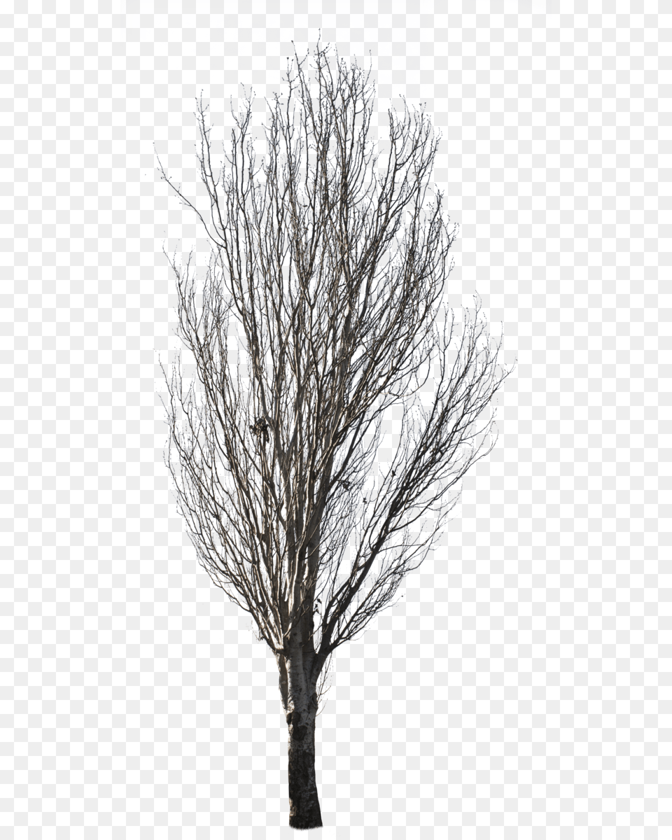 Winter Tree Background, Ice, Nature, Outdoors, Plant Free Png Download