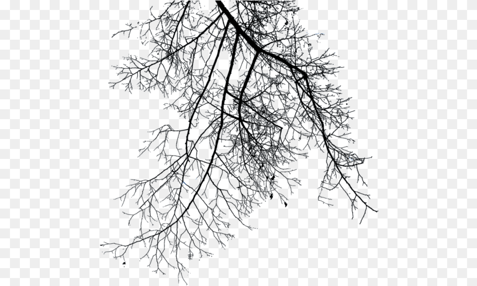Winter Tree Branch, Ice, Nature, Outdoors, Weather Free Png
