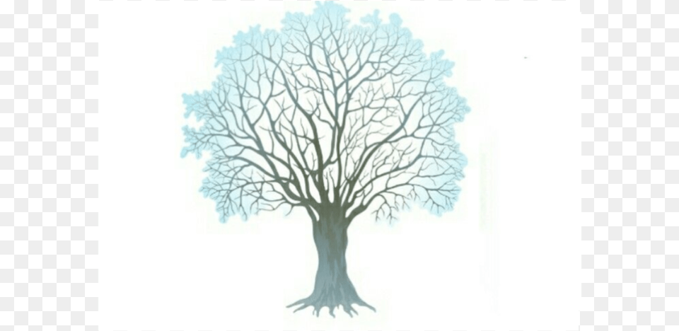 Winter Tree Clipart, Art, Plant, Drawing Png