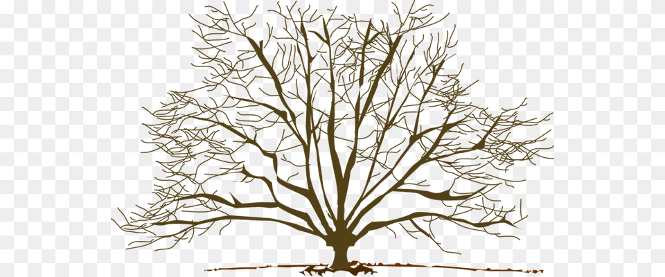 Winter Tree Clipart Winter Trees Clip Art, Oak, Plant, Face, Head Free Transparent Png