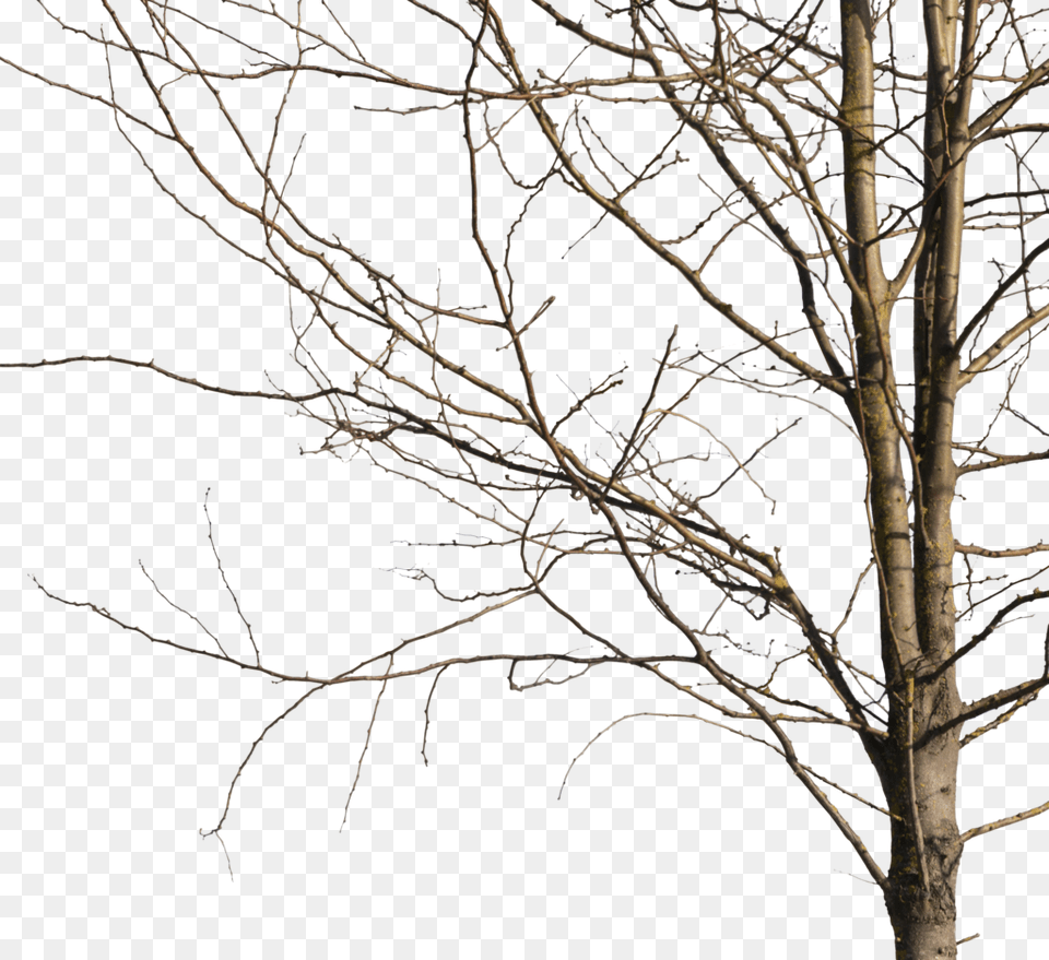 Winter Tree Cut Out, Weather, Plant, Outdoors, Nature Free Png