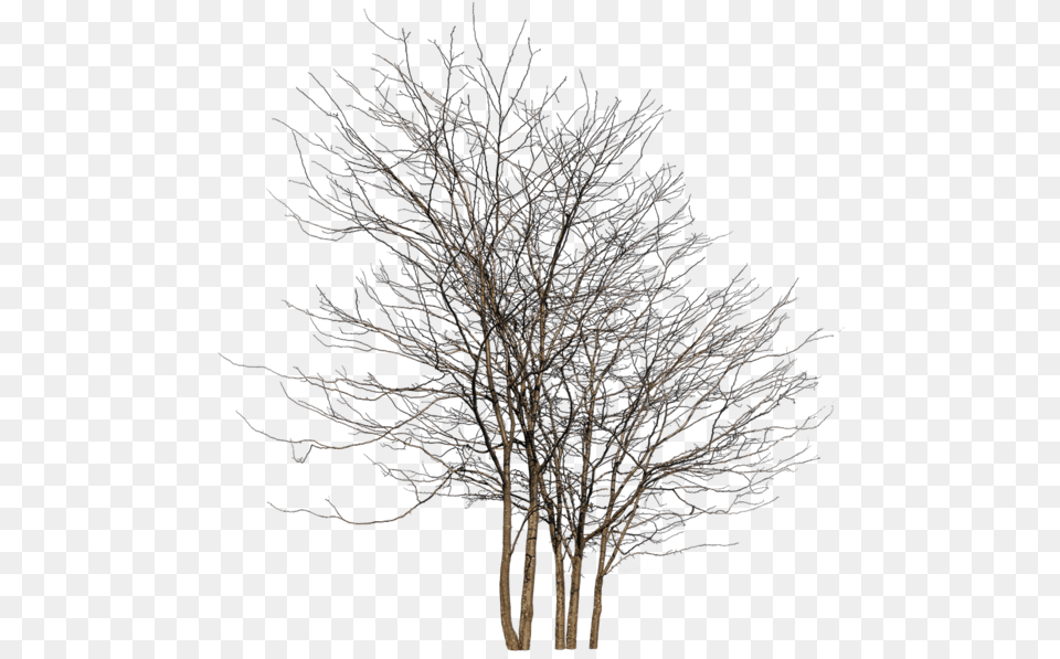 Winter Tree Group, Nature, Night, Outdoors, Plant Png Image