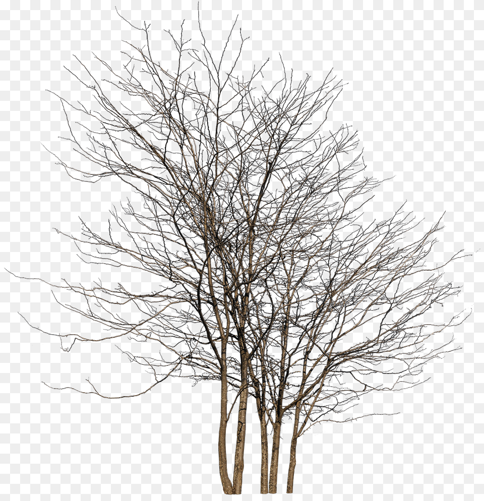 Winter Tree Group, Nature, Night, Outdoors, Plant Free Png