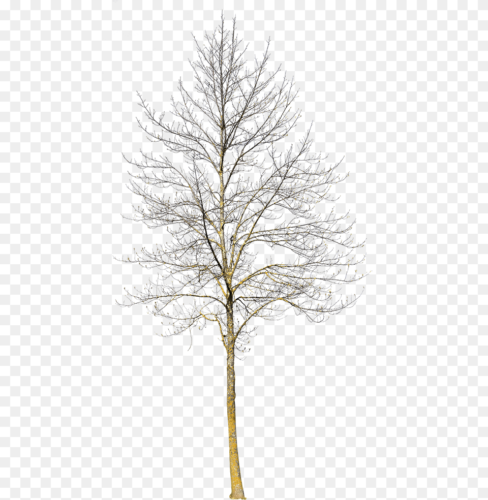 Winter Tree No Background Transparent Small Winter Tree, Ice, Nature, Outdoors, Plant Png