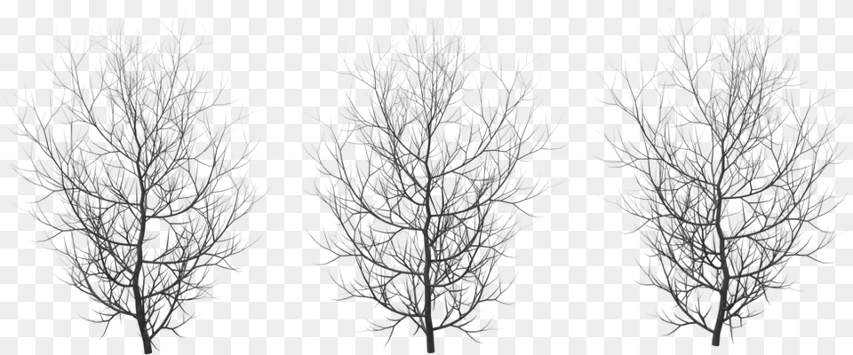 Winter Tree Plan, Plant, Nature, Outdoors, Night Png Image