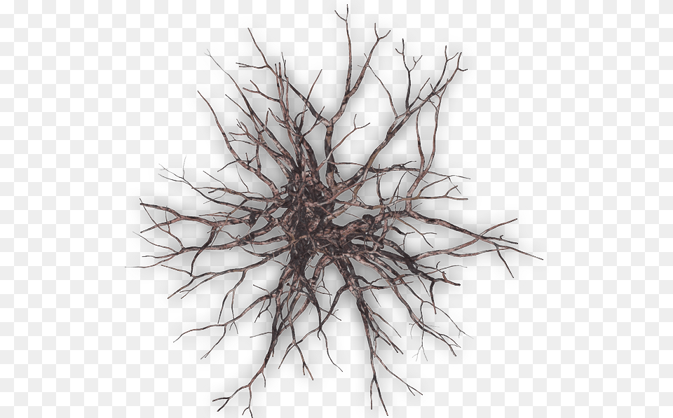 Winter Tree Plan Winter Tree Top View, Plant, Root, Grass Png