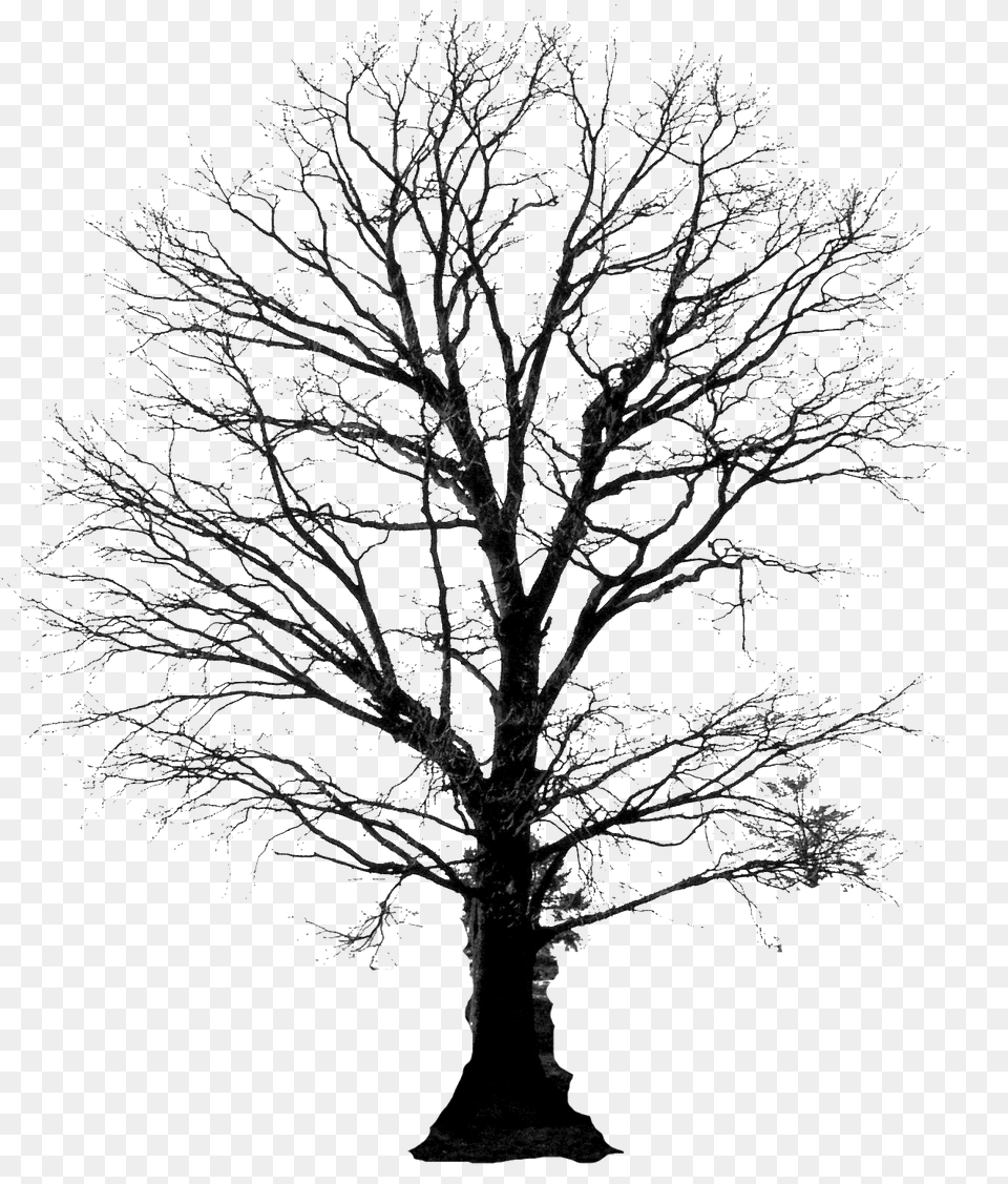 Winter Tree Silhouette 4 Image Tree And Roots Silhouette, Plant, Weather, Outdoors, Nature Free Transparent Png