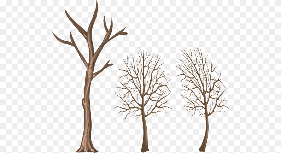 Winter Tree Trunk Clipart Download Branches Of Trees, Plant, Wood, Art, Lamp Png