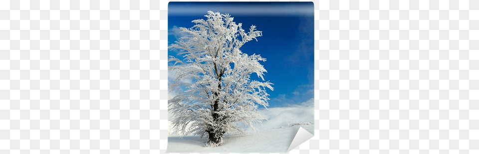 Winter Tree Wall Mural U2022 Pixers We Live To Change Snow, Ice, Nature, Outdoors, Weather Png