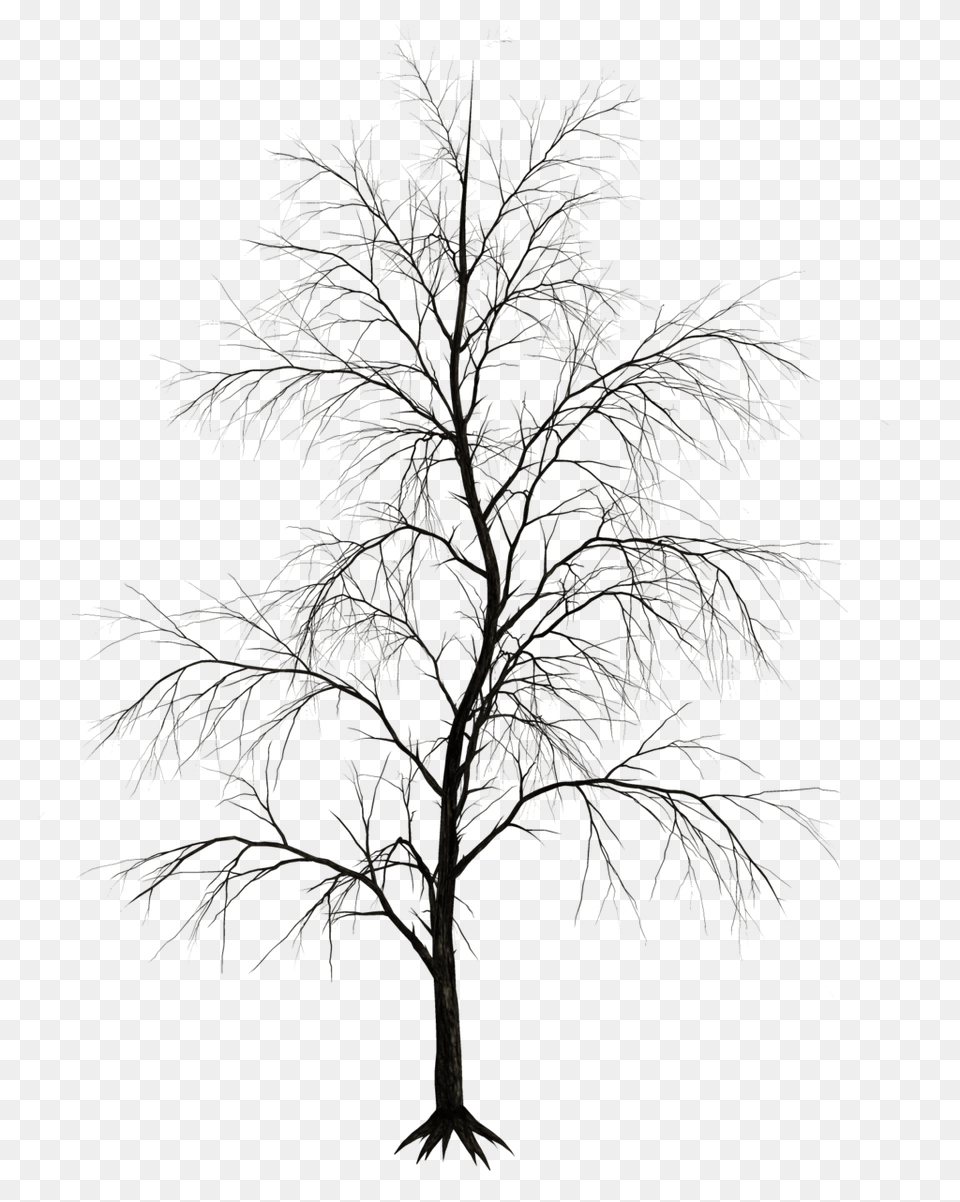 Winter Trees 6 Dark Trees, Nature, Night, Outdoors, Plant Png Image