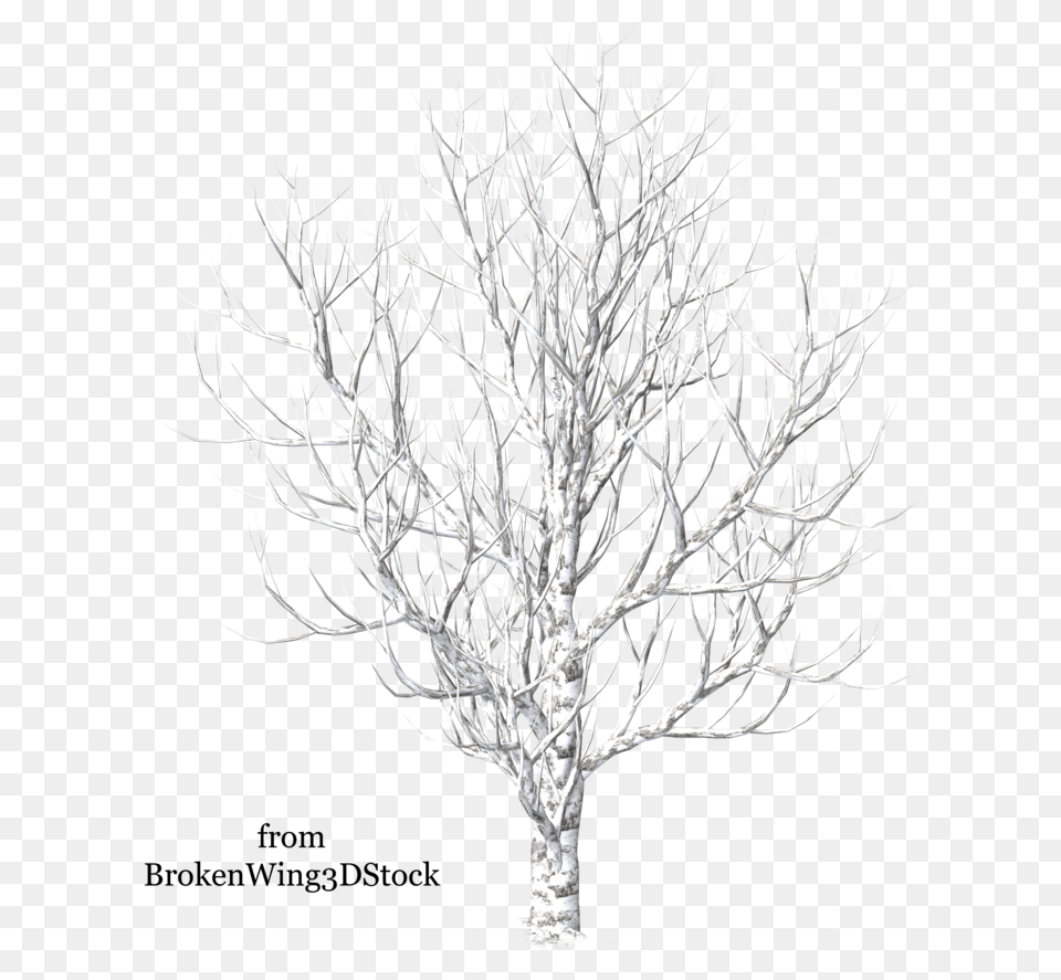 Winter Trees Drawing At Getdrawings Christmas Tree, Plant, Art, Ice Free Png Download