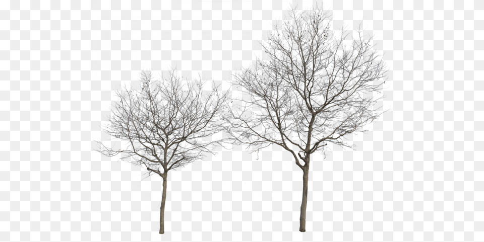 Winter Trees Transparent Clipart Tree Winter Cut Out, Ice, Nature, Outdoors, Plant Free Png Download