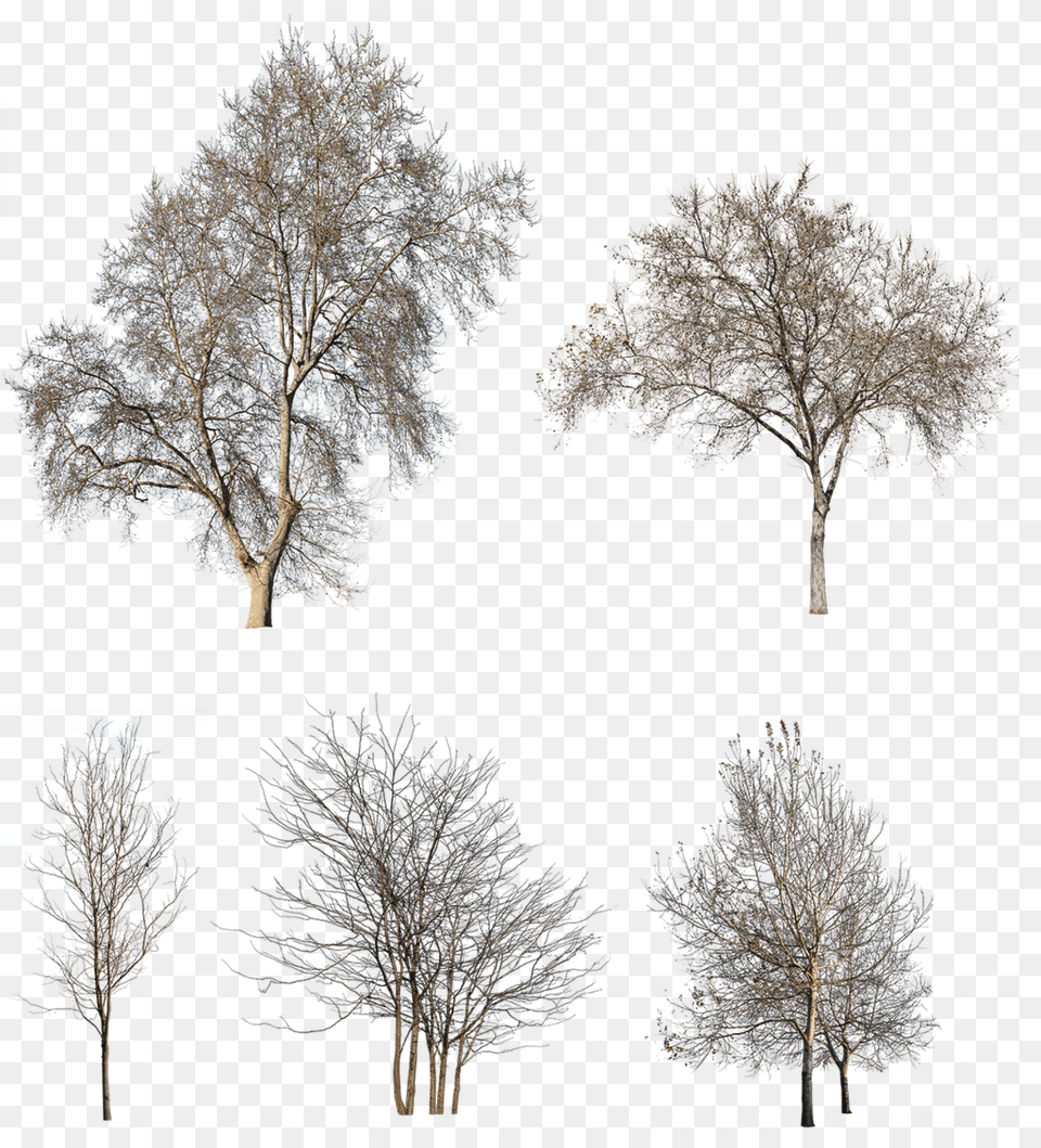 Winter Trees Pack U2013 Cutout Tree For Post Production, Art, Collage, Plant, Tree Trunk Free Transparent Png