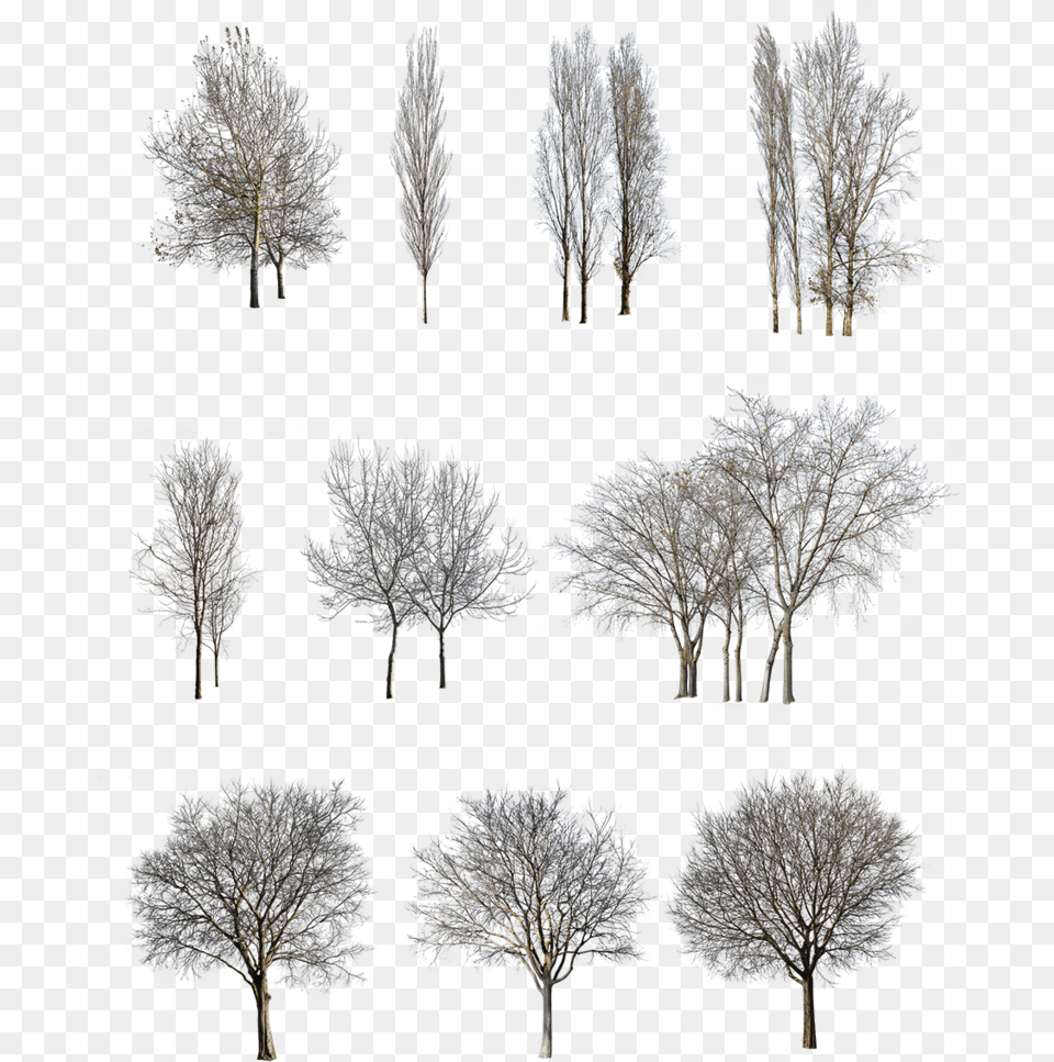Winter Trees Pack U2013 Cutout Types Of Trees In Architecture, Art, Tree, Plant, Outdoors Free Png Download