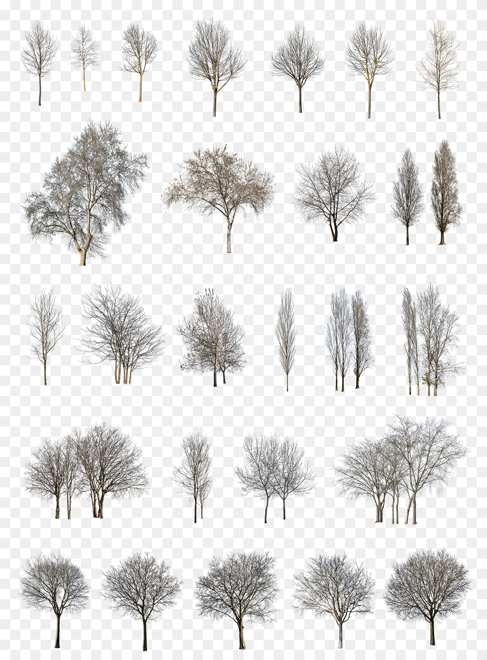 Winter Trees Pack Winter Trees Pack, Art, Collage, Plant, Tree Free Png Download