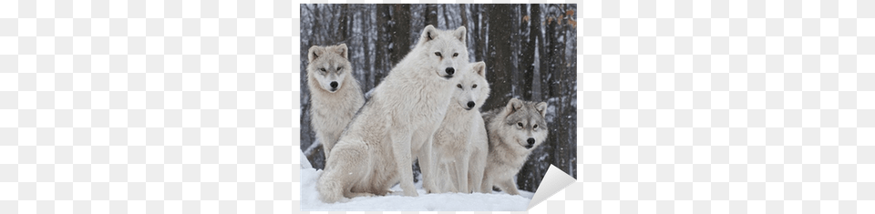 Winter Woods With Wolves, Animal, Canine, Dog, Mammal Png