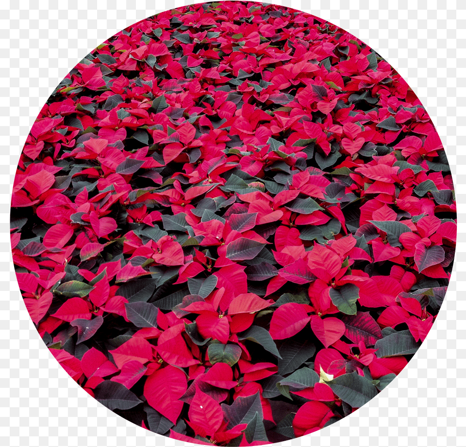 Wintercircle Impatiens, Flower, Leaf, Petal, Photography Free Transparent Png