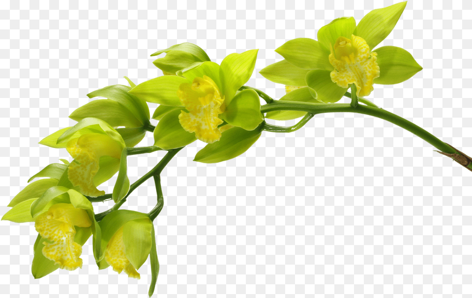 Wiosna Kwiaty Green Orchid Green Flowers Green Orchid Orchid Long Green Flowers, Flower, Plant, Leaf, Flower Arrangement Free Transparent Png