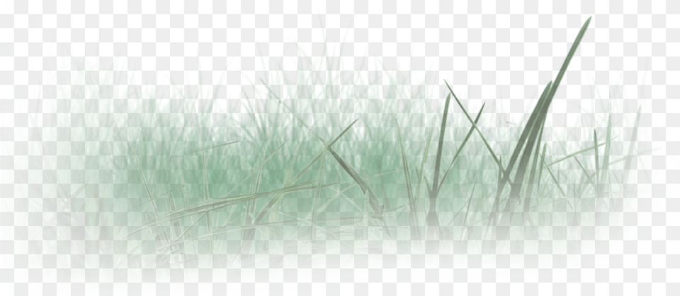 Wir Schulden Der Natur Allergrten Respekt Sweet Grass, Aquatic, Plant, Vegetation, Water Free Transparent Png