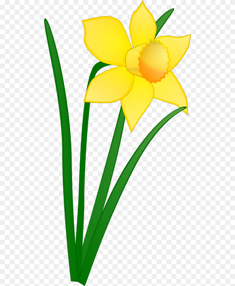 Wire Clip Art, Daffodil, Flower, Plant, Person Free Transparent Png