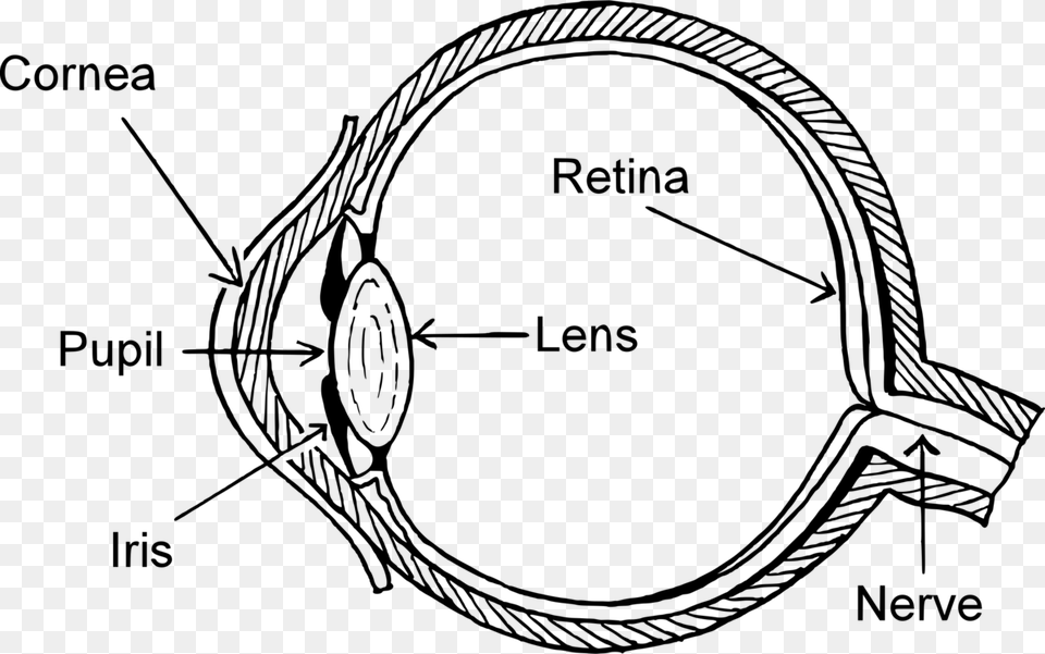 Wiring Diagram Eye Pattern Drawing Part Of The Eye Clip Art, Gray Png Image