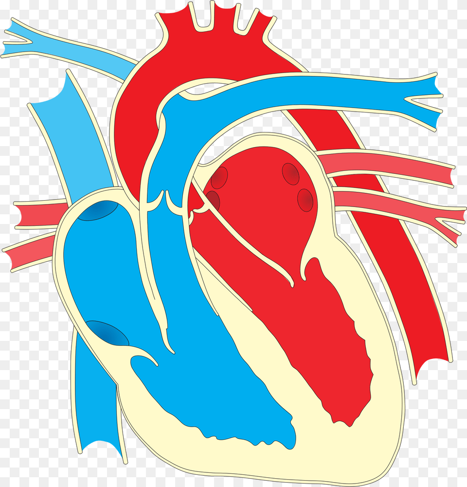 Wiring Diagram Heart Drawing Clip Art Unlabelled Heart Diagram Simple, Leisure Activities, Person, Sport, Swimming Png
