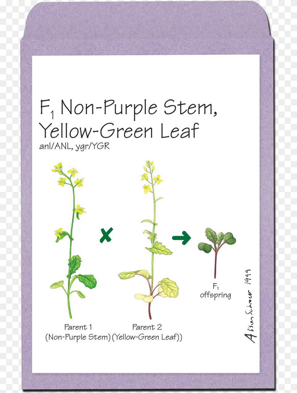 Wisconsin Fast Plants Confetti, Herbal, Herbs, Plant, Envelope Free Png