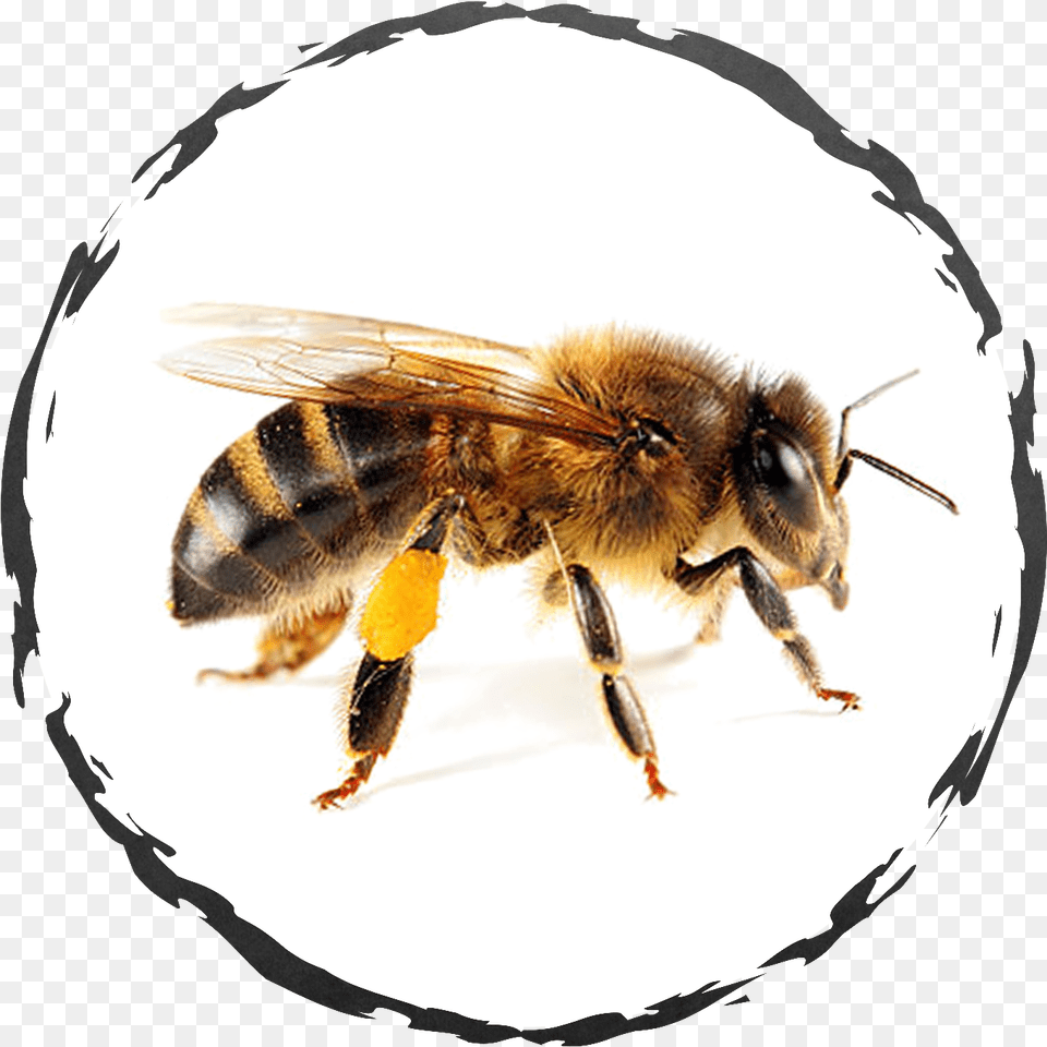 Wisconsin Honey Bees, Animal, Bee, Honey Bee, Insect Free Png