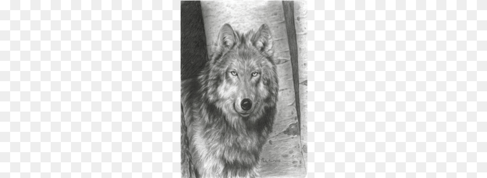 Wise Eyes Carla Kurt Drawings Of Eyes, Animal, Mammal, Wolf, Canine Free Png