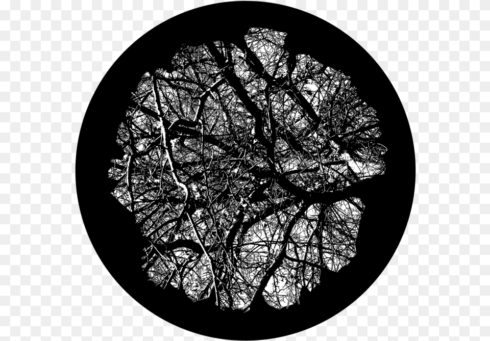 Wise Old Tree Apollo Design Circle, Hole, Plant, Architecture, Building Free Png