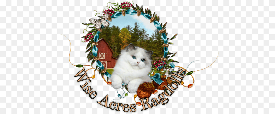 Wiseacres Ragdolls Ragdoll Kittens For Lovely, Angora, Animal, Cat, Mammal Free Png Download