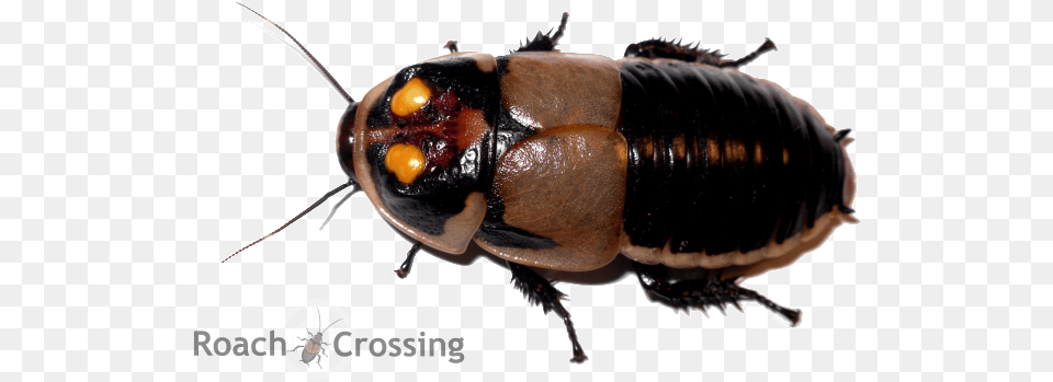 Wish List Roach Crossing, Animal, Insect, Invertebrate, Cockroach Png