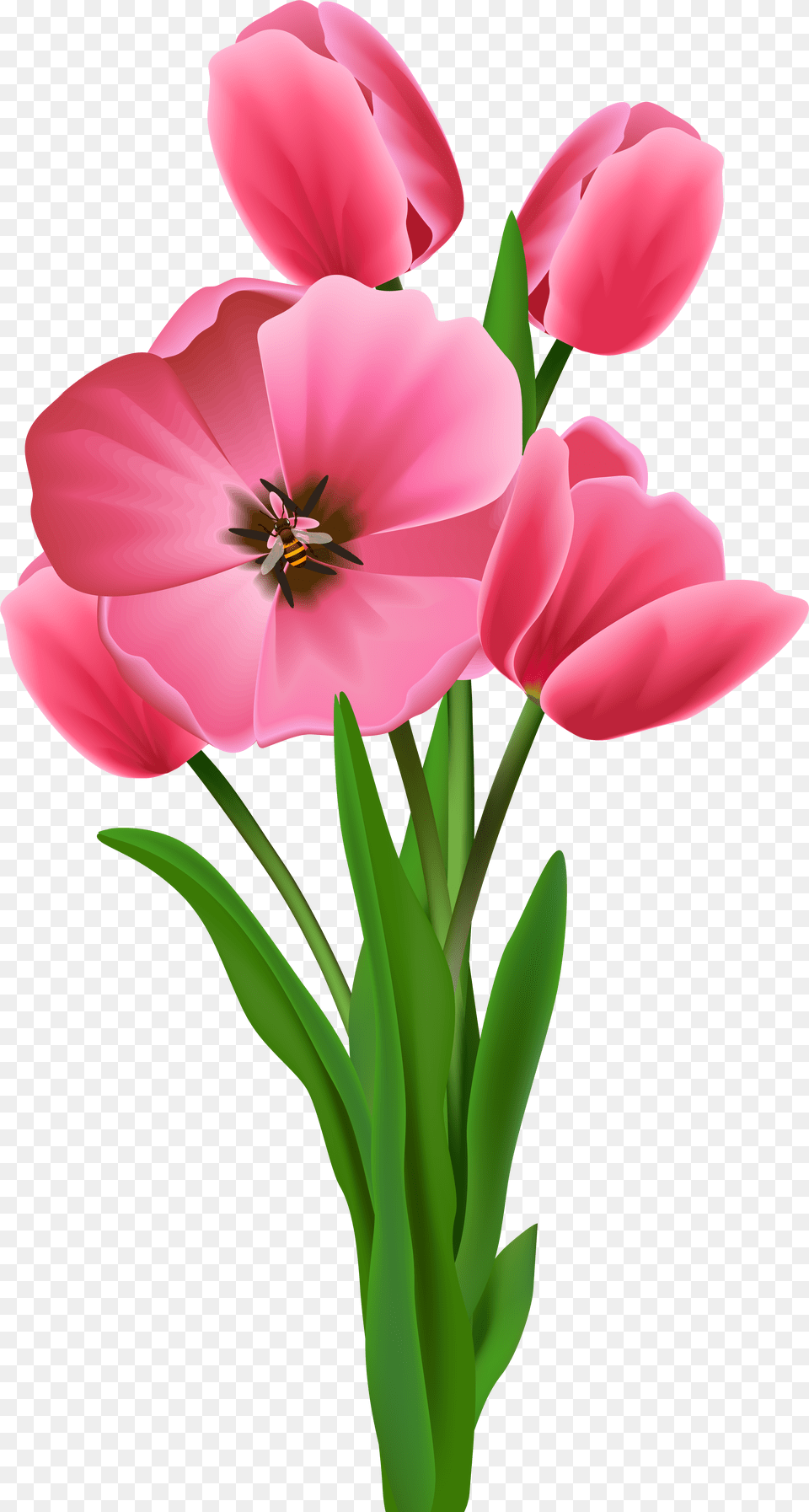 Wish Morning Youtube Good Drawing, Flower, Geranium, Plant, Petal Free Transparent Png