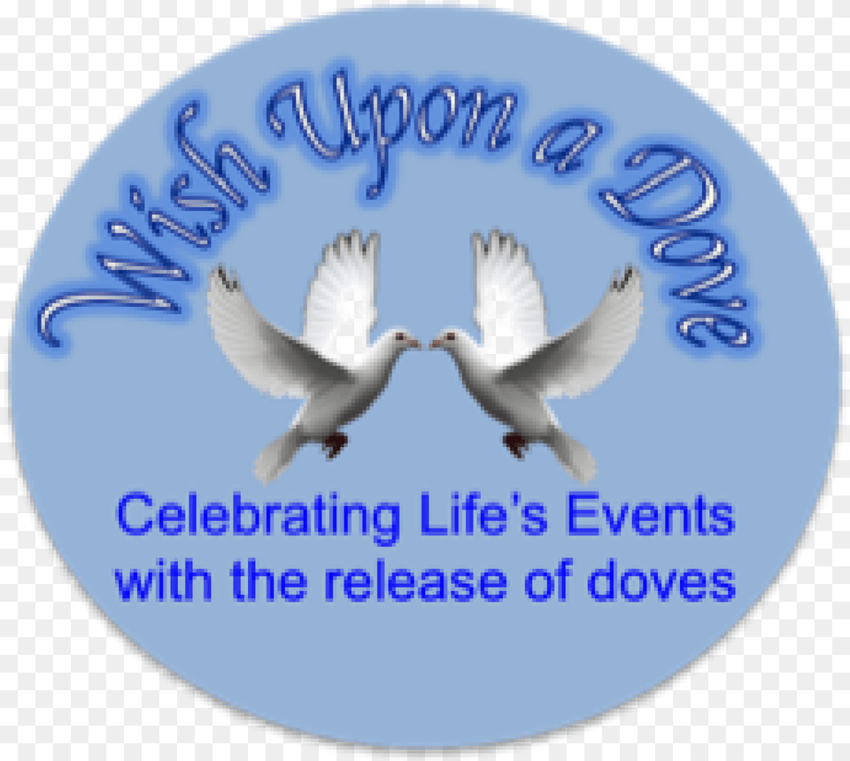 Wish Upon A Dove Seabird, Animal, Bird, Pigeon Free Png Download
