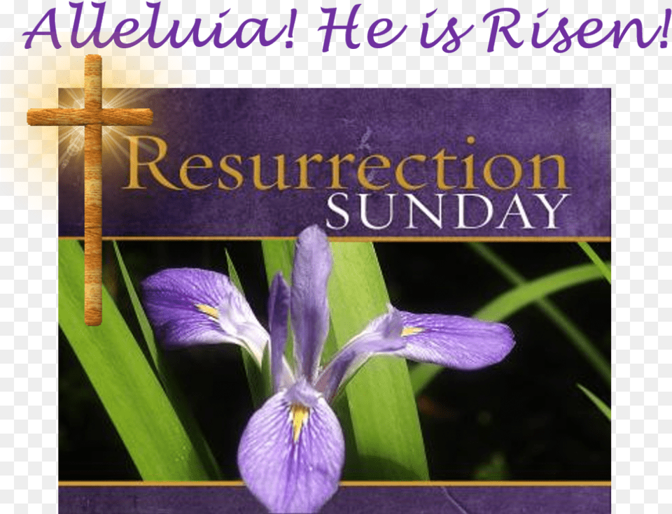 Wishing A Blessed Resurrection Sunday, Flower, Iris, Petal, Plant Png