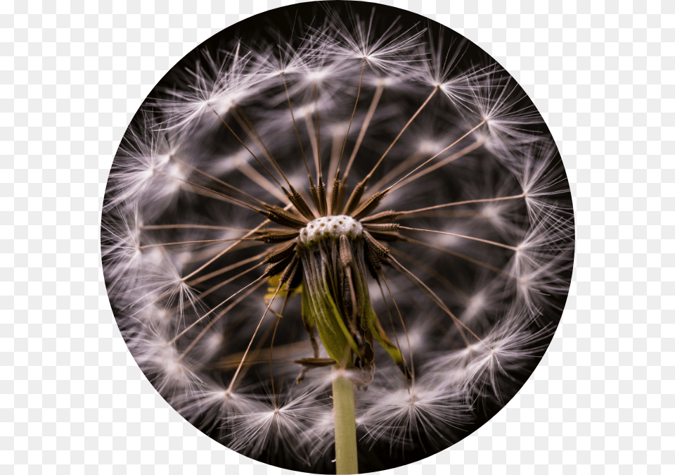 Wishing Flower, Plant, Dandelion Free Transparent Png