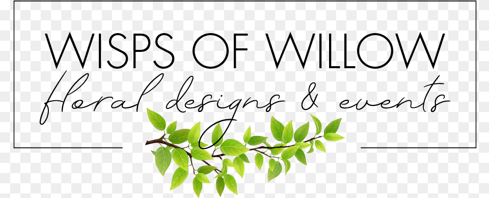 Wisps Of Willow Calligraphy, Leaf, Plant, Green, Acanthaceae Free Transparent Png