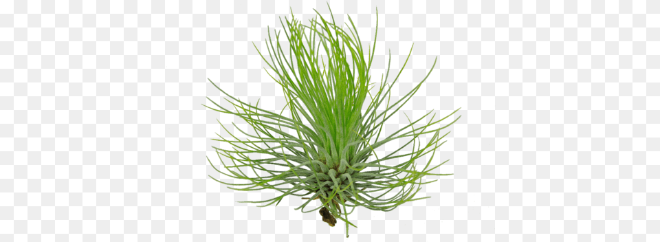 Wispy Tillandsia Air Plant Tillandsia, Conifer, Tree, Grass, Agavaceae Free Png Download