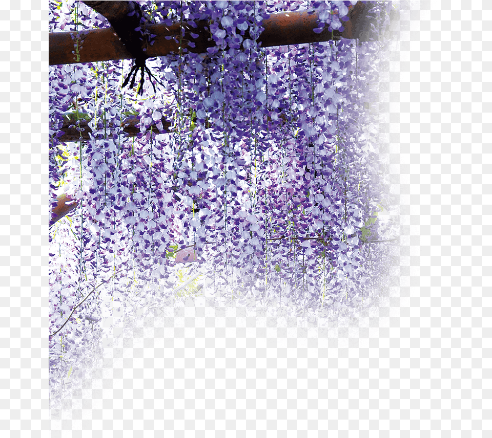 Wisteria, Flower, Plant, Lavender Png