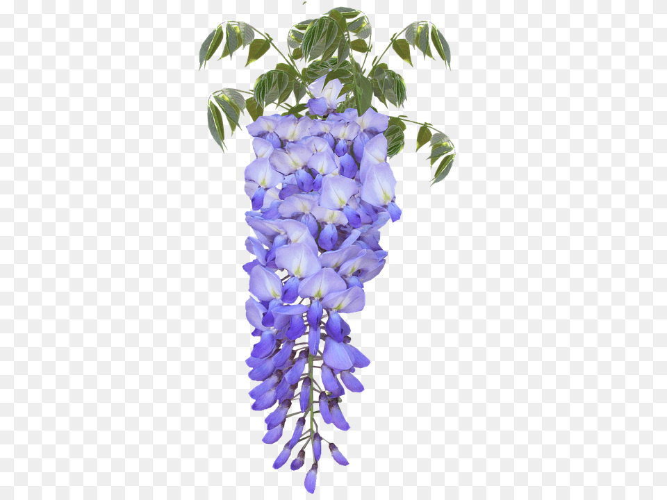 Wisteria Flower, Lupin, Plant, Acanthaceae Free Png