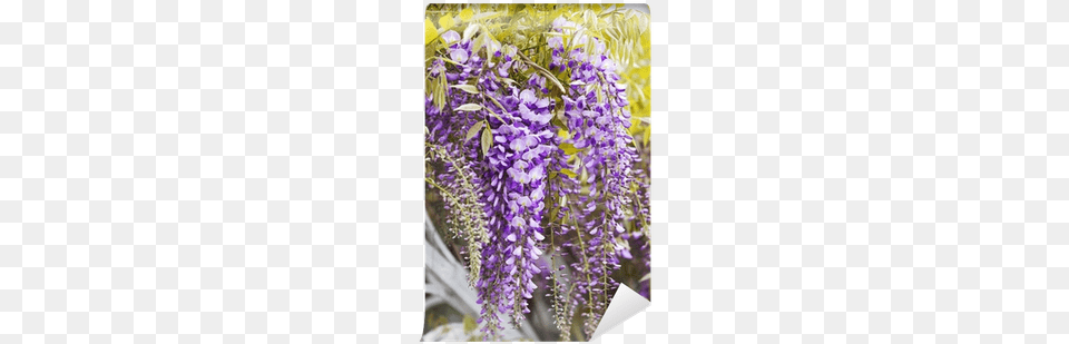 Wisteria, Flower, Plant, Purple, Lupin Free Png