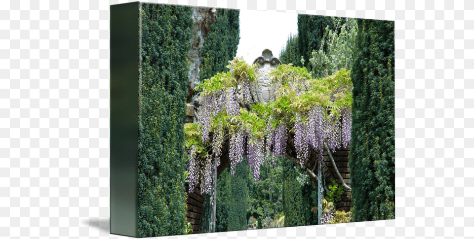 Wisteria Arch By Bob Fike Vertical, Arbour, Porch, Outdoors, Nature Free Png